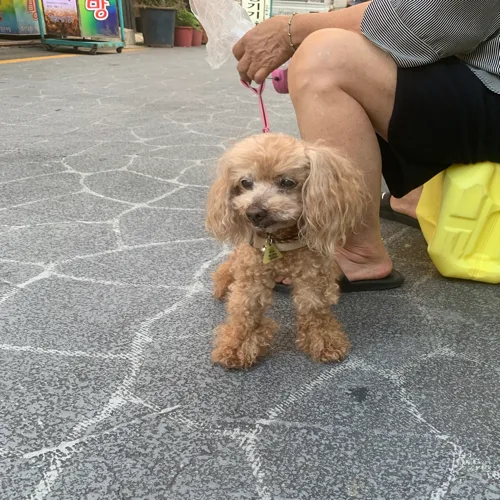 엽교옹
