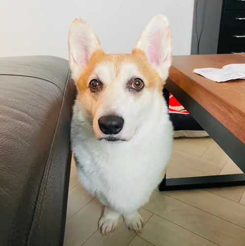 독고