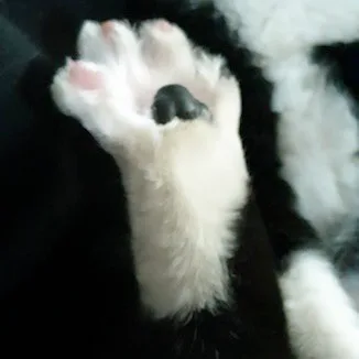 흐인둥이