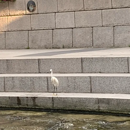 은행나무숲