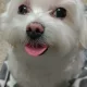 샤넬마미