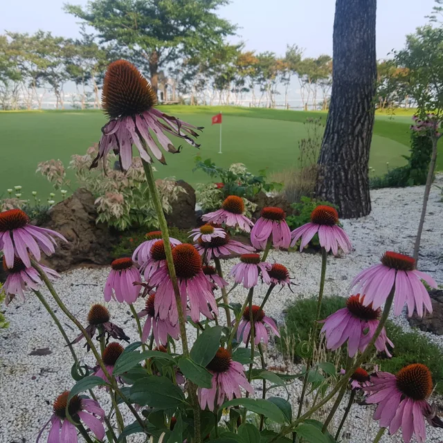 레오라떼