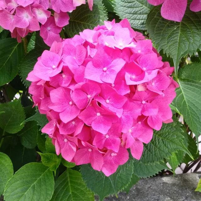 파랑새