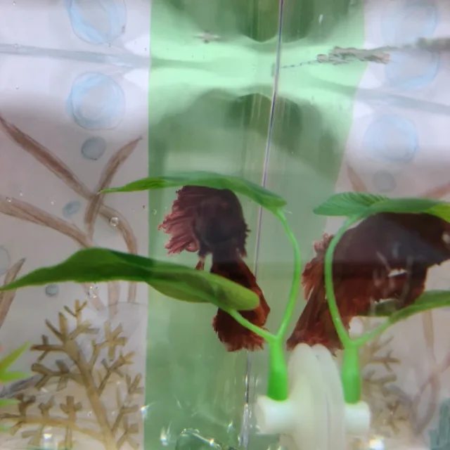 덴마크왕자