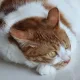 랄라네