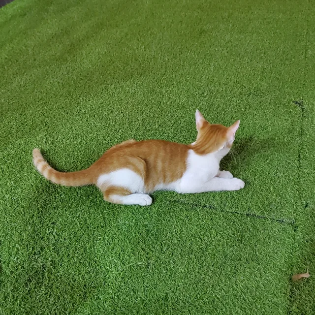 하핫