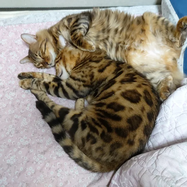 화니메
