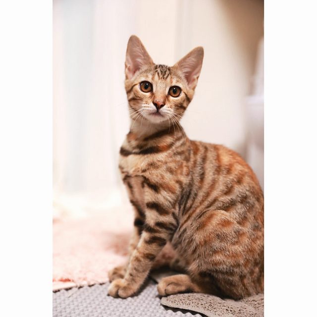 지오네
