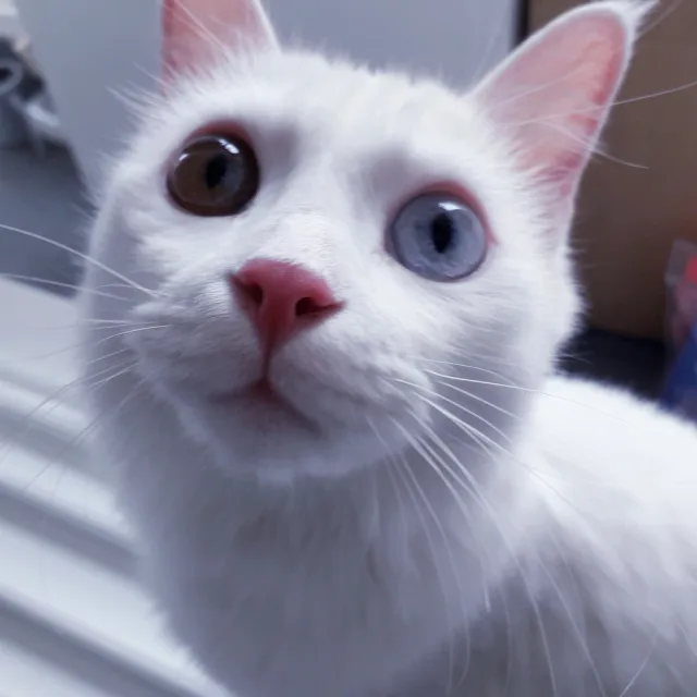 산호