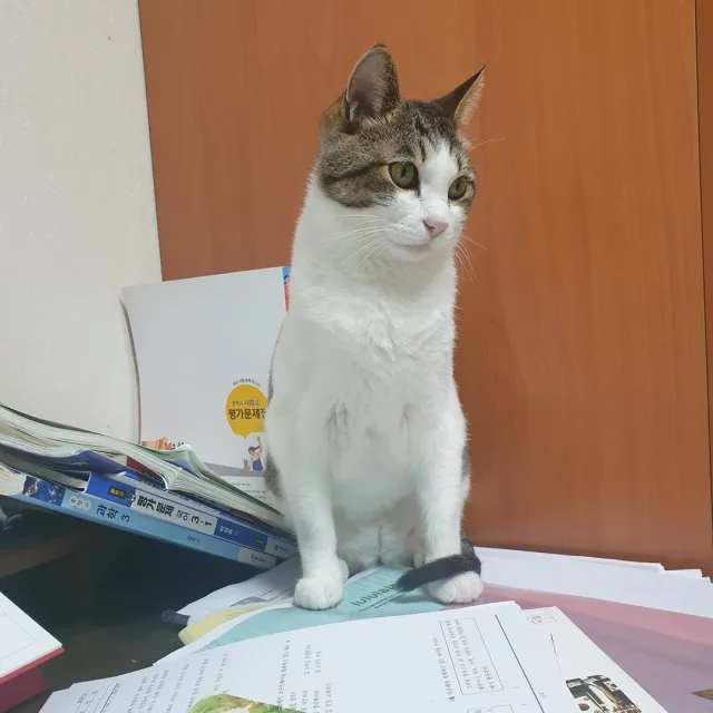 미르냥