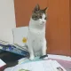 미르냥