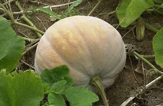 철거폐기물처리냉장고