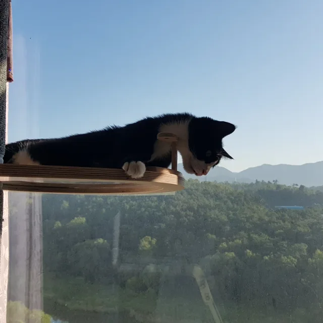 냥사랑