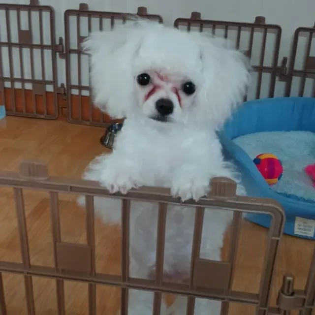 공주