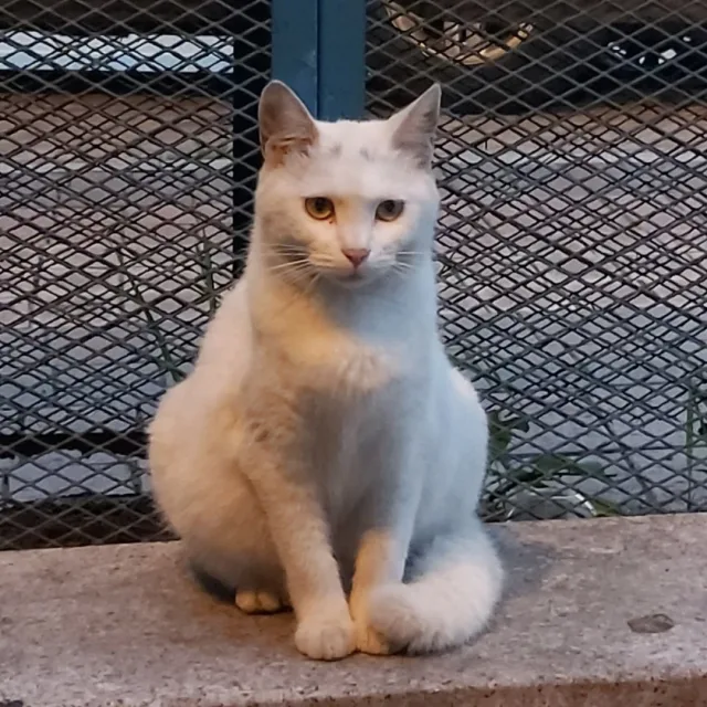 냐옹
