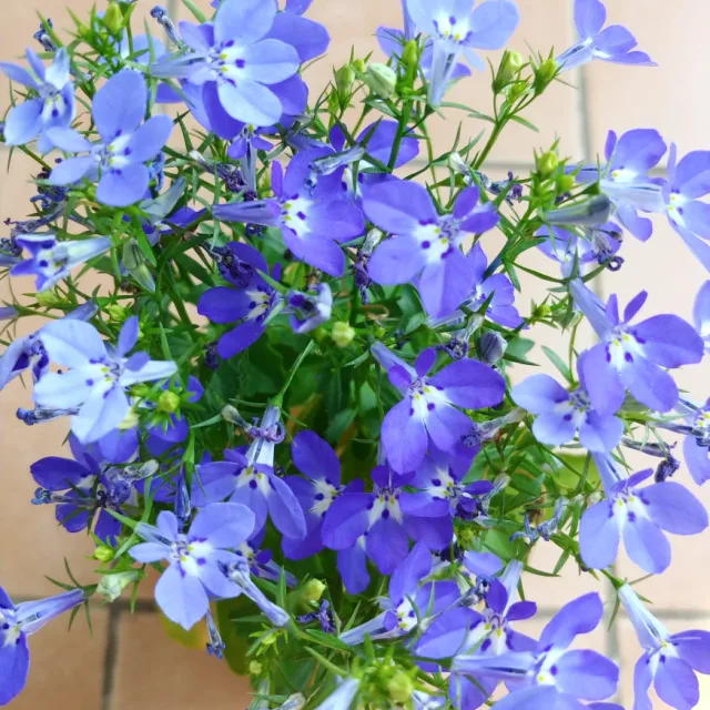 보경