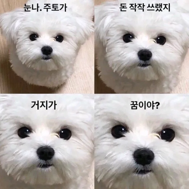 고영희씨