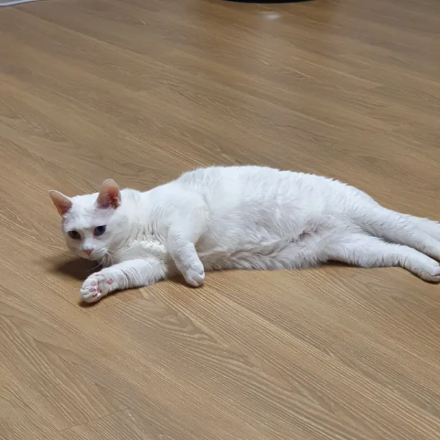 쭉뻗음