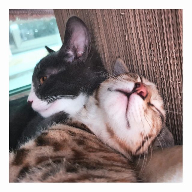 지오네