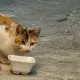 넙띡이