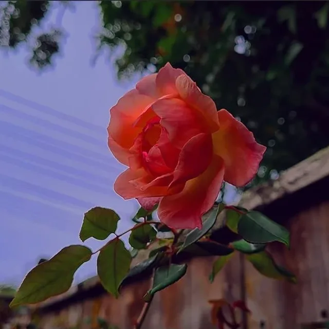 서닝님