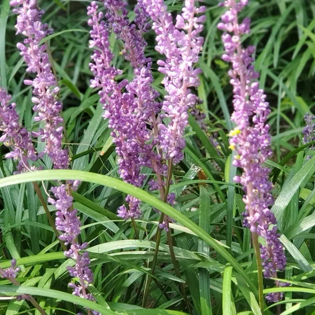willow