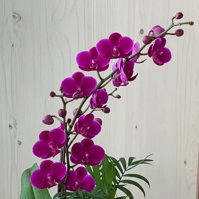 오상화