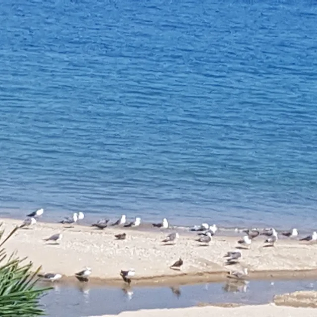 로즈마리