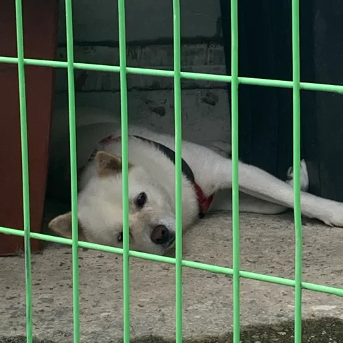 햫혛