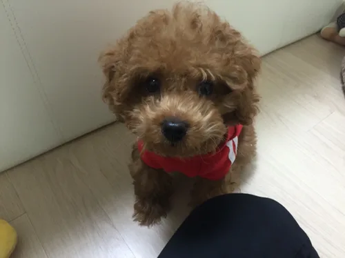 찡찡