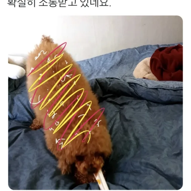 정수수