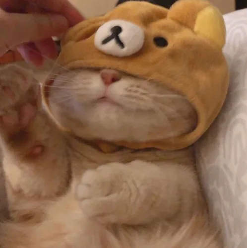 두동이