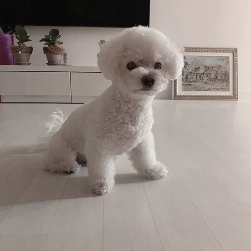 봉봉