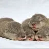 한보라