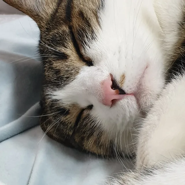 행복한냥이
