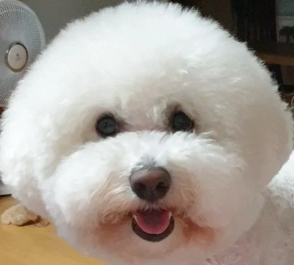 꾸루리
