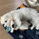 핍펍퍕