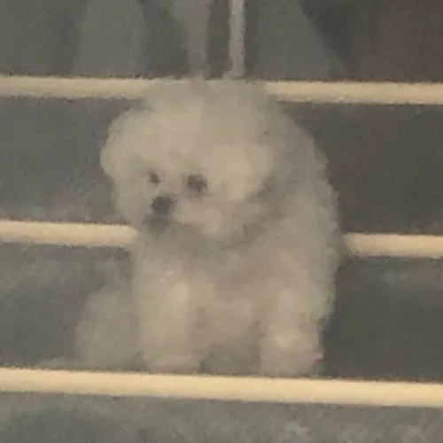 네엥