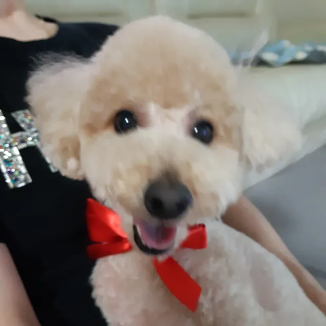 코코