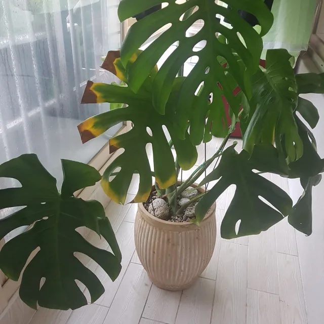 giftsun21