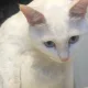 AA