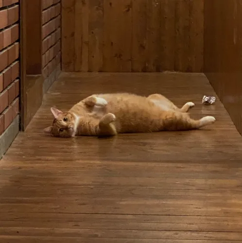 기몽