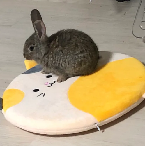 보름달
