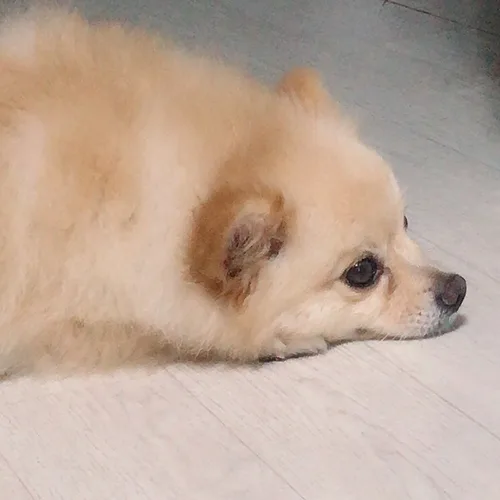 혤혤