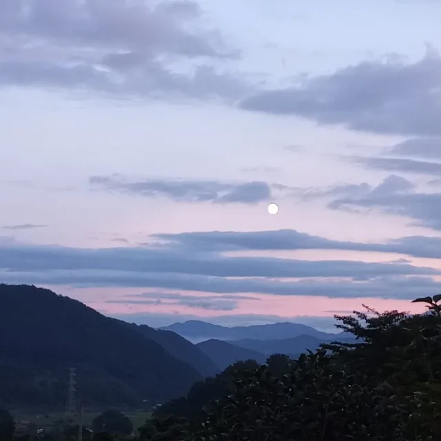 바이올렛
