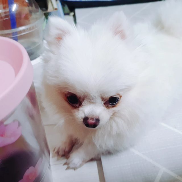 쪼꼬쨩