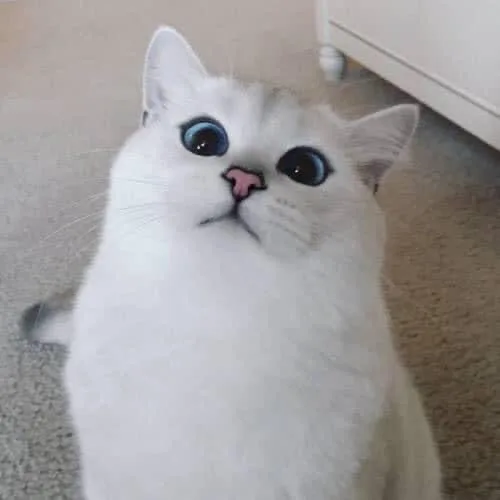 쫀떡