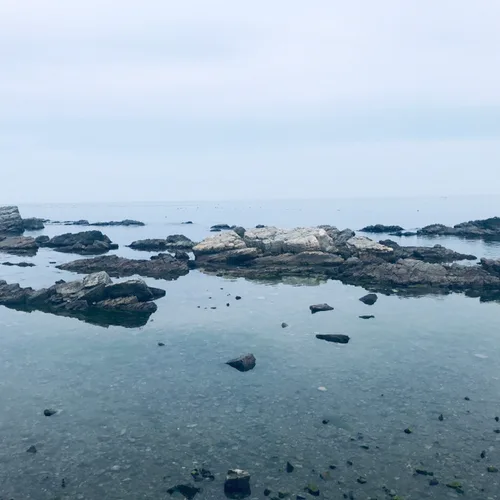 우니