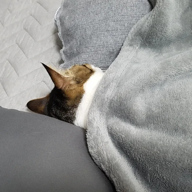 꽁미