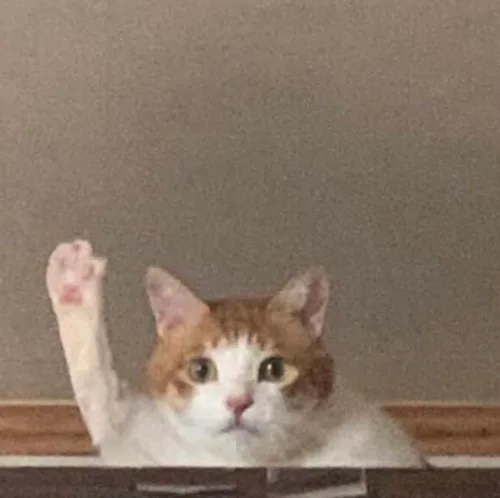 혀니잇